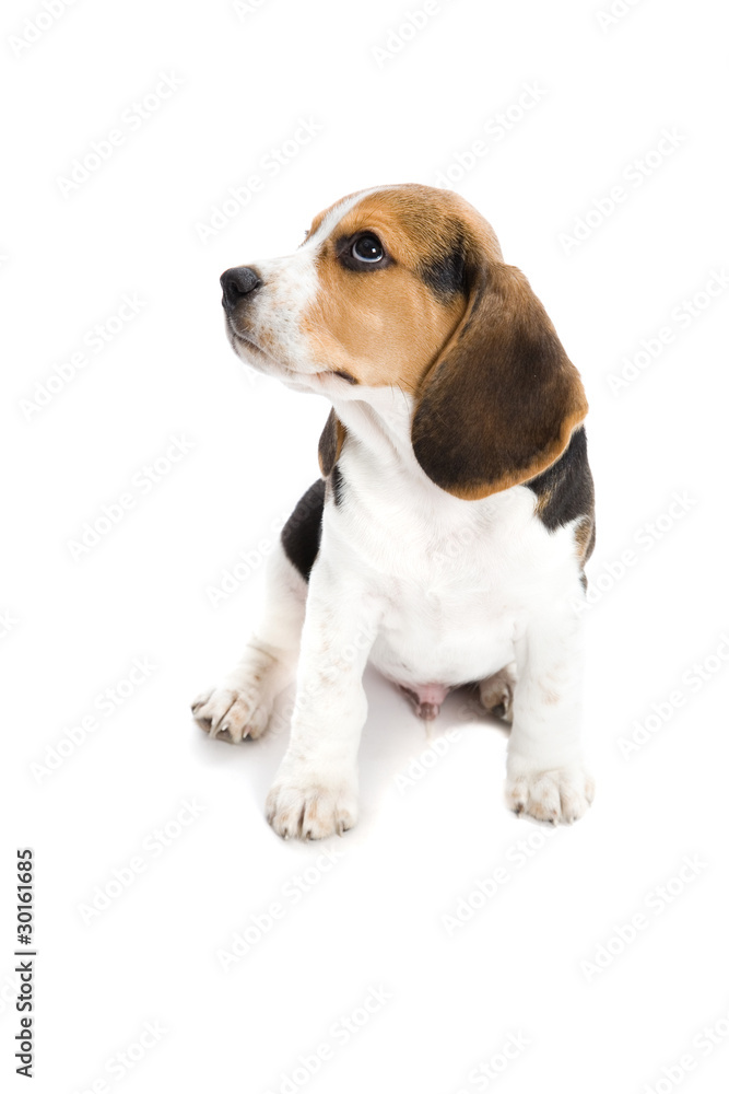 Beagle Baby