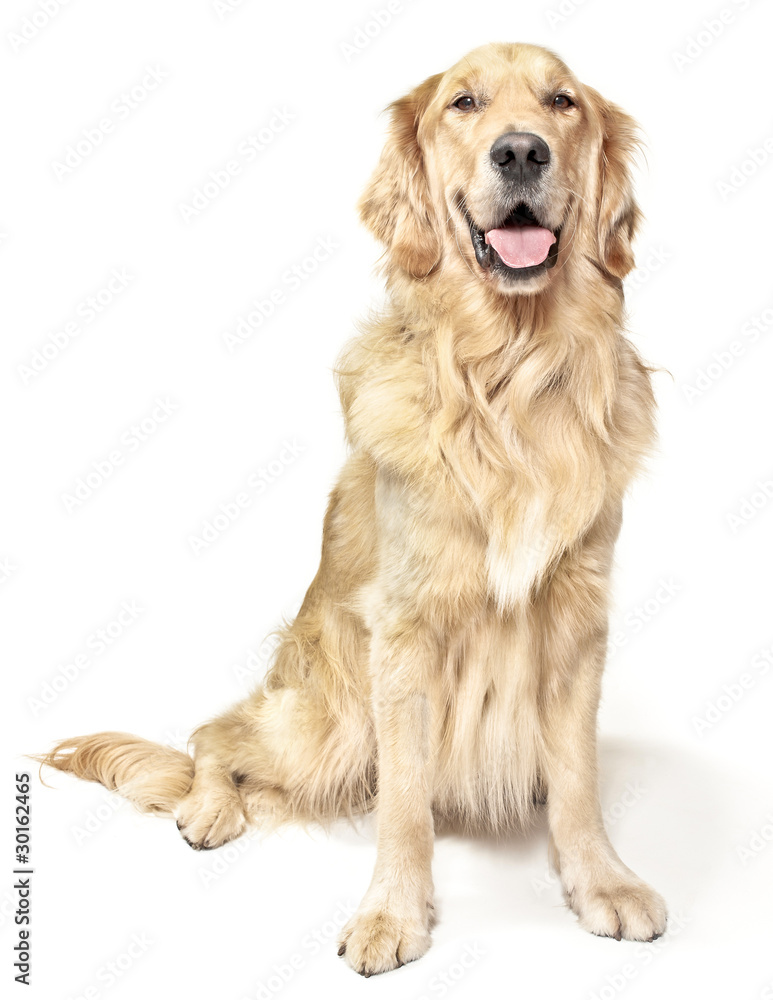 Golden Retriver Photographed On White Background