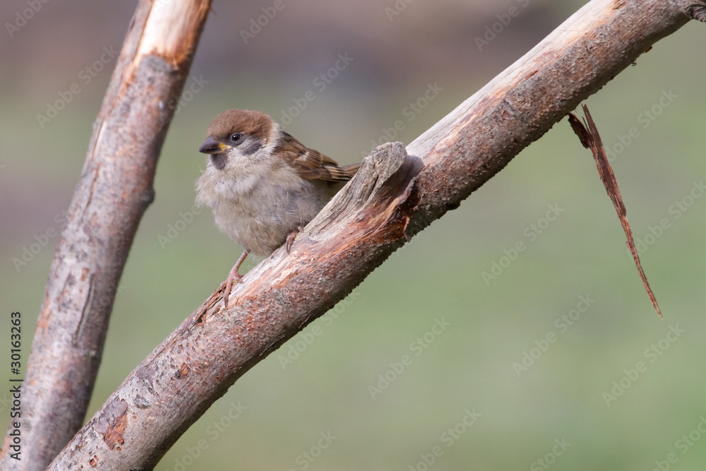 Tree Sparrow Tree Sparrow