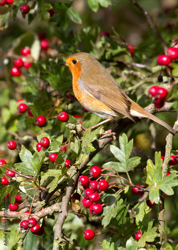 Robin (Erithacus rubecula)