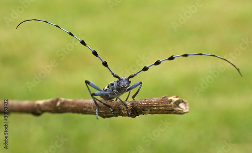 Rare longhorn beetle - Rosalia Alpina - protected beetle © TTstudio