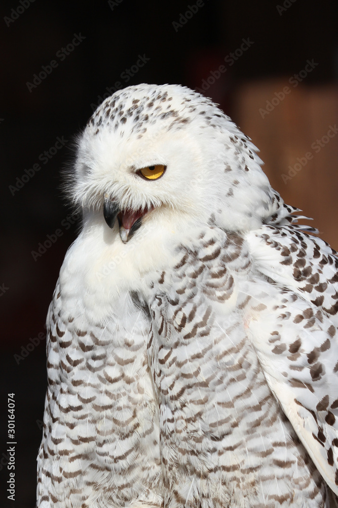 Obraz premium Snowy Owl