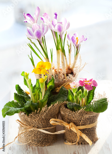 Fototapeta Naklejka Na Ścianę i Meble -  Colorful spring flowers