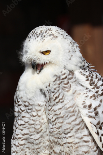 Snowy Owl © chris2766