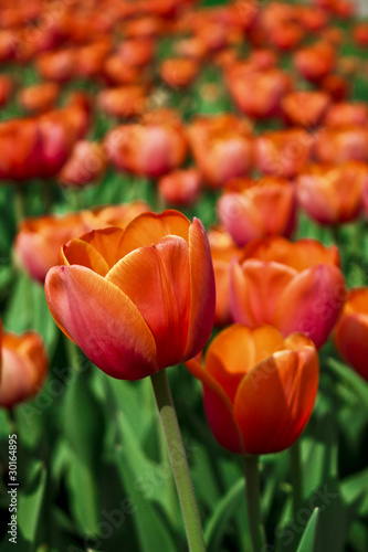 Red tulips © Iva