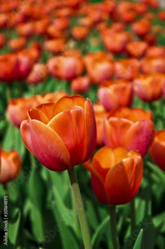 Red tulips