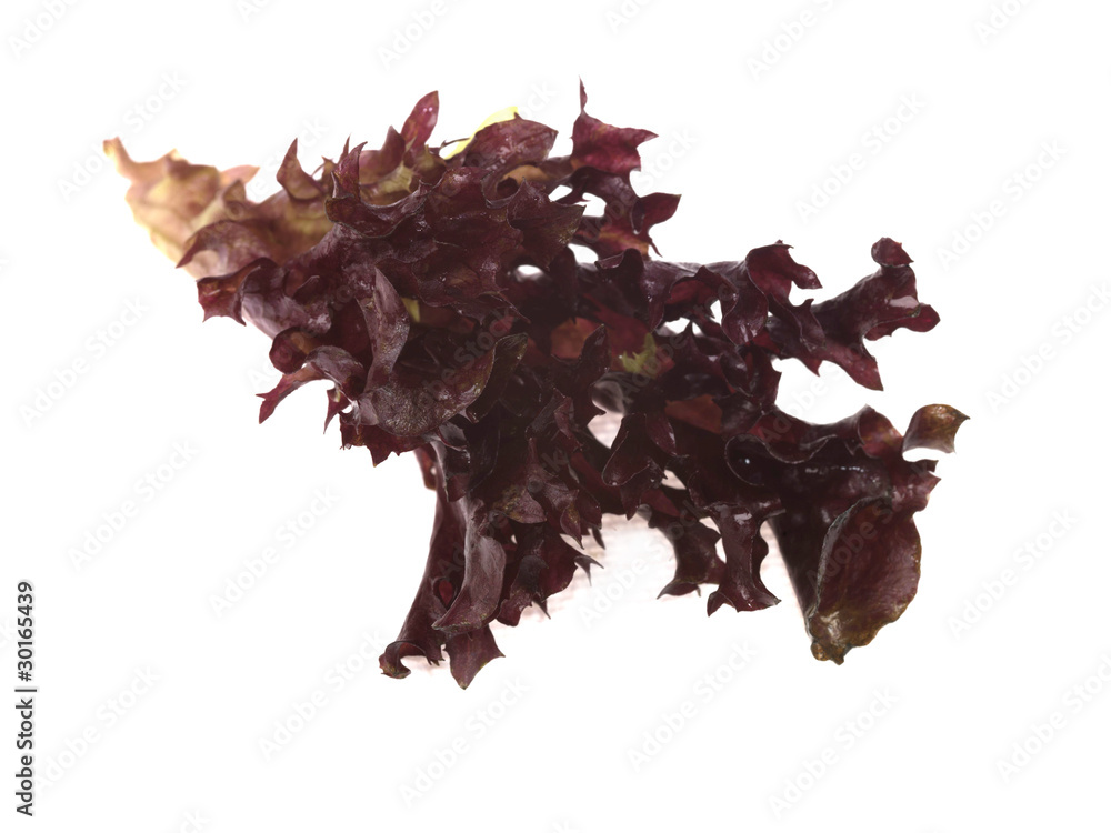 Naklejka premium Red Lettuce Leaf
