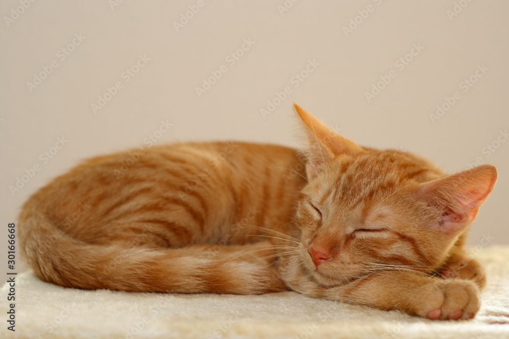 schlafendes Katzenbaby