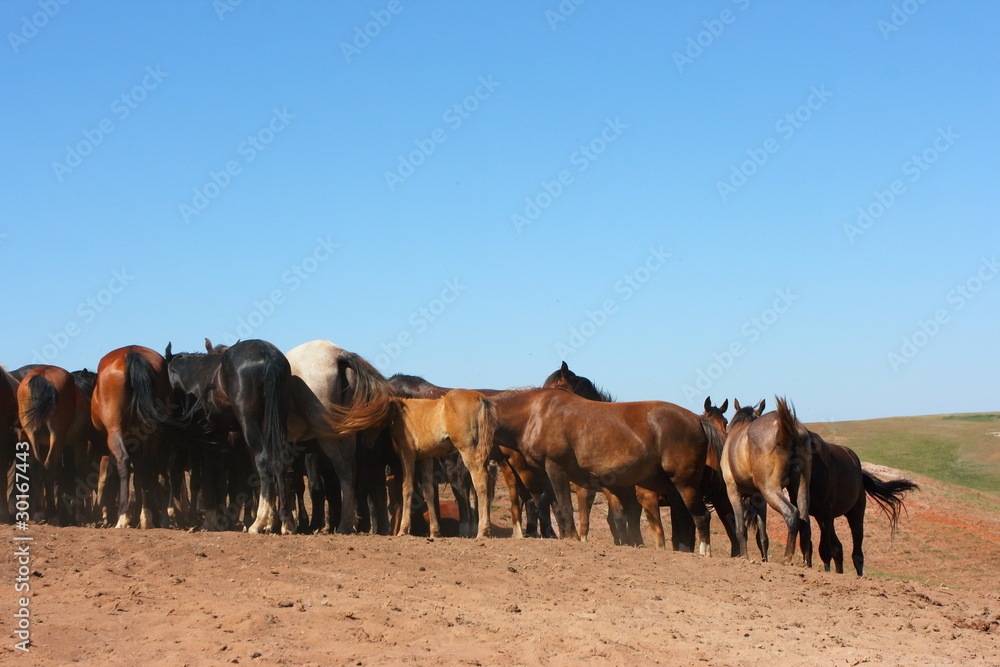 Naklejka premium Horse herd grazing on the steppe red clay hills