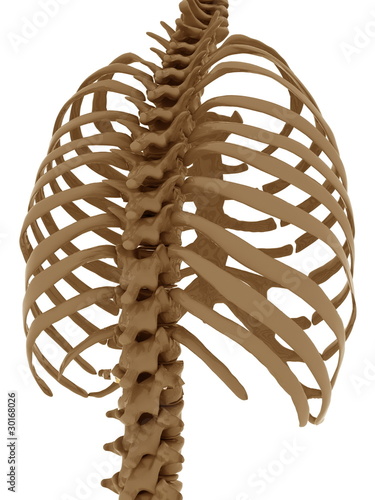 thorax