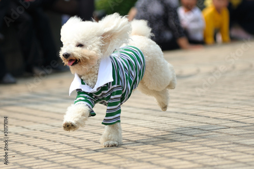 Toy poodle dog running