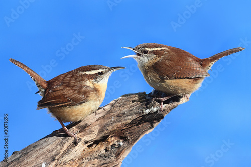 Photography Carolina Wrens On A Stump