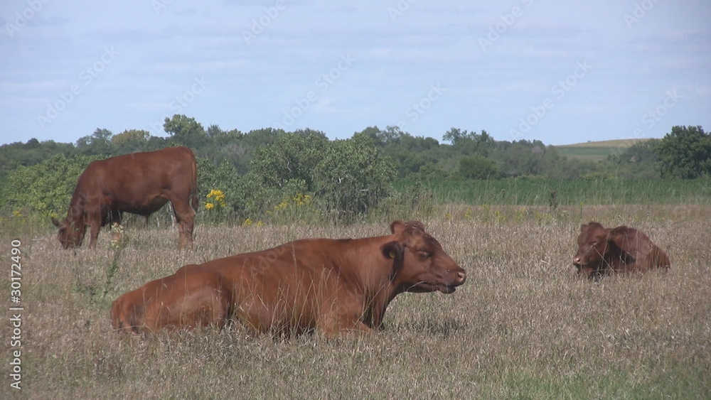 Two brown cows chewing and one grazing in a pasture. Two brown cows chewing and one grazing in a pasture.