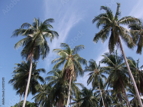 Coconut trees with blue sky © Suphatthra China