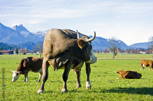 Happy german cows on green grass