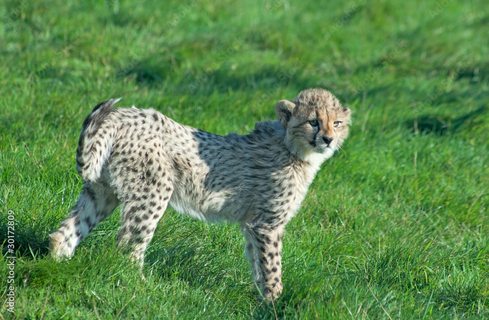 Fototapeta premium Cheetah (A. Jubatus) stands in the grass