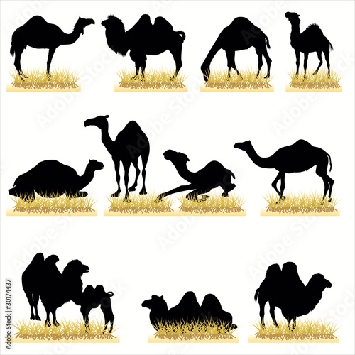 Camels silhouettes