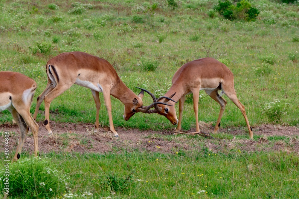 antelope's fight antelope's fight