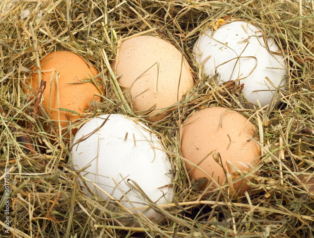 Obraz premium eggs in nest