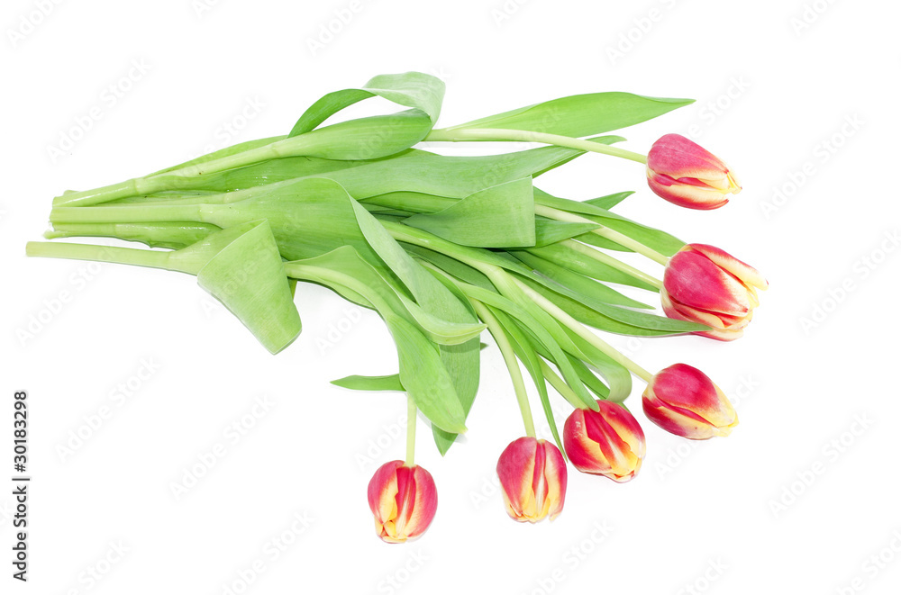 Fototapeta premium Tulip