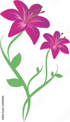 pinke lilien