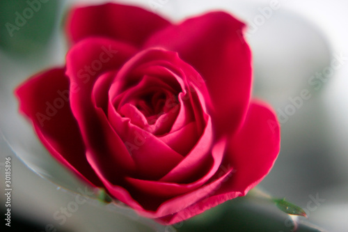 Fototapeta Naklejka Na Ścianę i Meble -  Blooming red rose bud