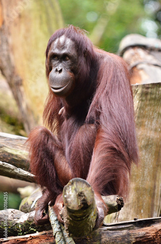 Fototapeta Naklejka Na Ścianę i Meble -  Orang Utan in Singapore Zoo