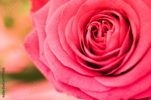 Bilde på lerret Pink rose macro