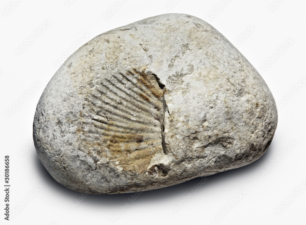 fossilie fossilie