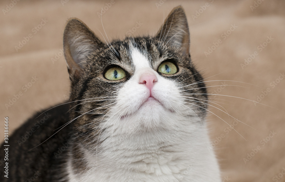 Fototapeta premium Cat