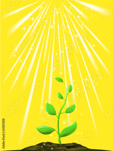 Green plant