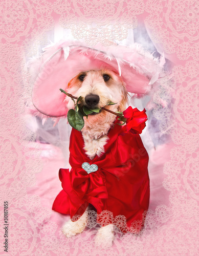 Valentine Puppy photo