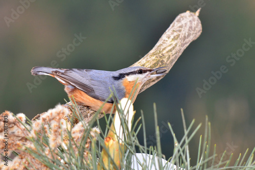 Eurasian Nuthatch in snow, with sunflower seed in beak photo