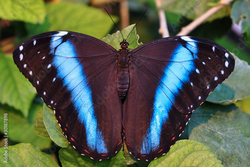 butterfly achilles morpho photo