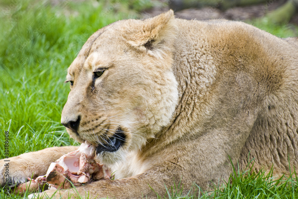 Obraz premium Lioness feeding