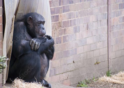 Fotografija Pensive chimp
