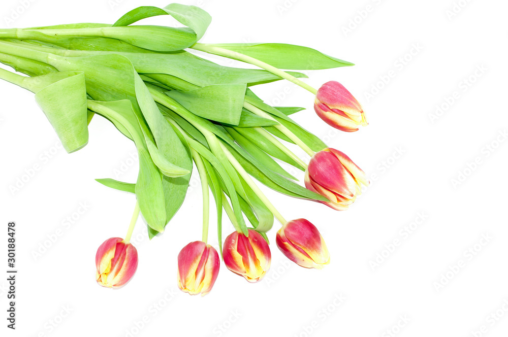 Tulip Tulip