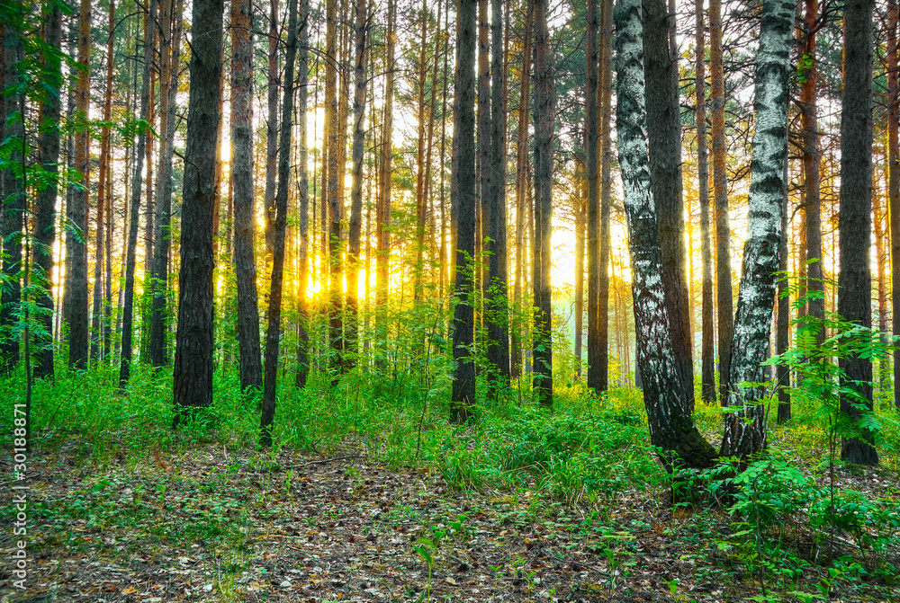 Fototapeta premium in the woods