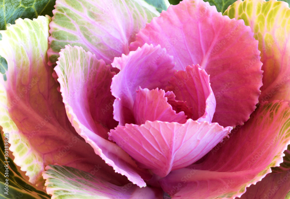 A Close Up of Ornamental Cabbage, also Known as Kale