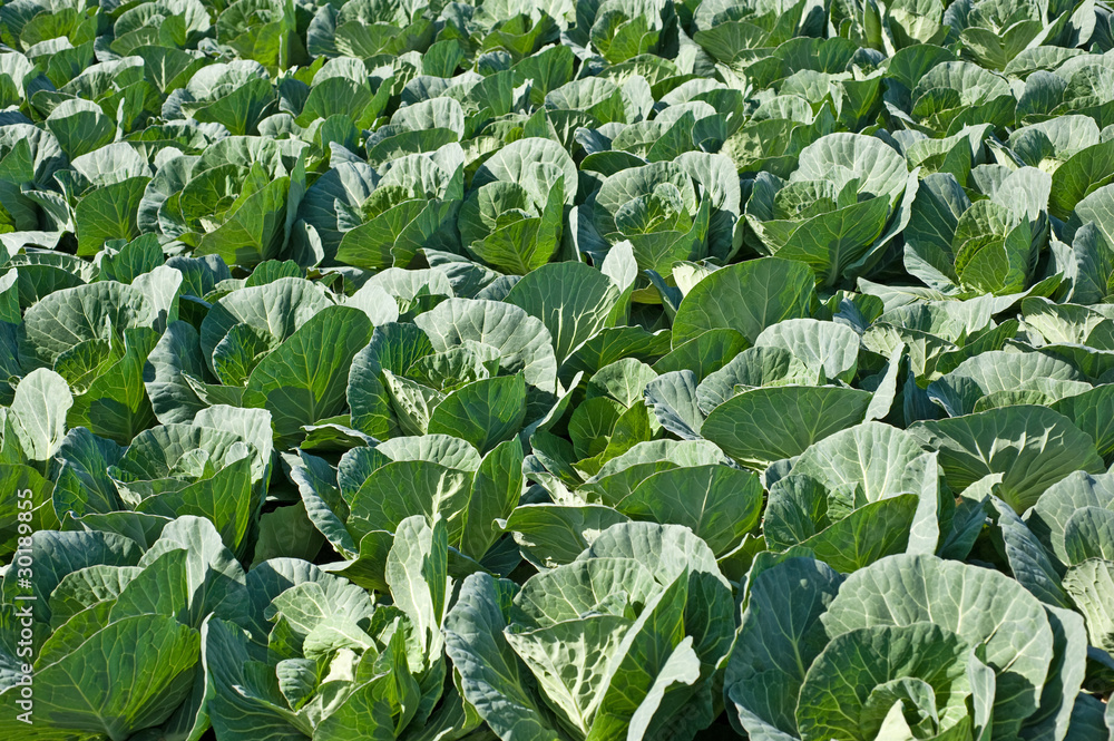 field with cabbage field with cabbage