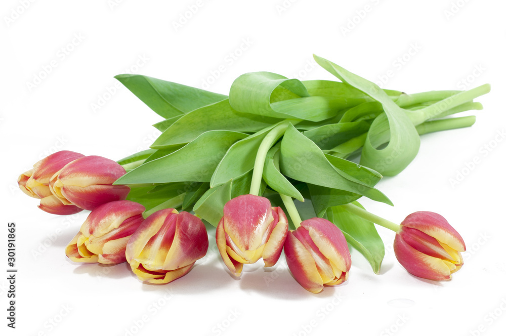 Tulip Tulip