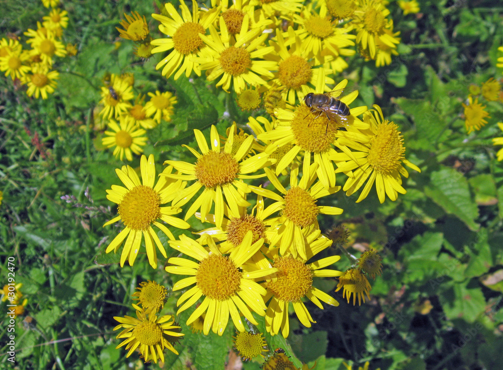 yellow daisies in a meadow with a bee sucking nectar yellow daisies in a meadow with a bee sucking nectar
