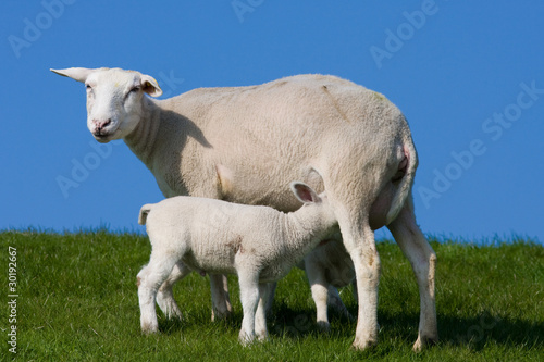 Feeding lamb