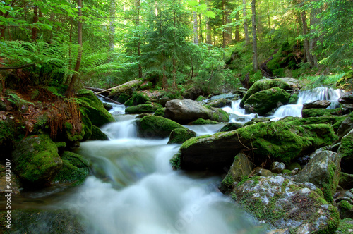 mountain spruit in bohemia