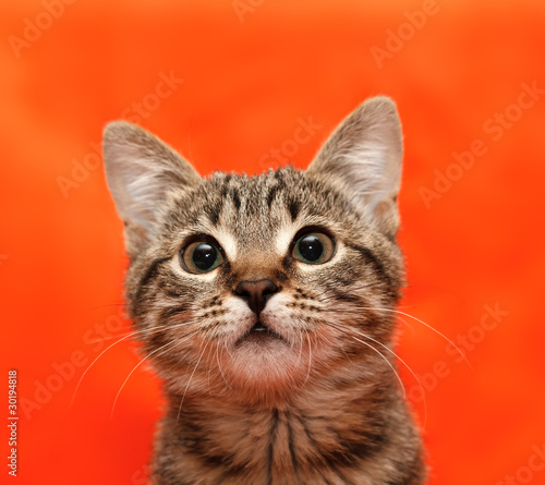 Close up of tabby cat © Georgiy Pashin