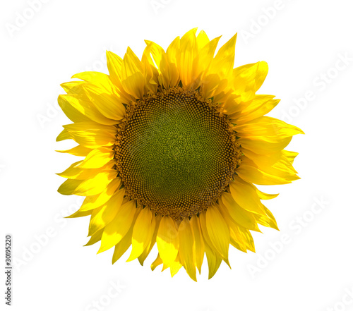Fototapeta Naklejka Na Ścianę i Meble -  Sunflower on white background