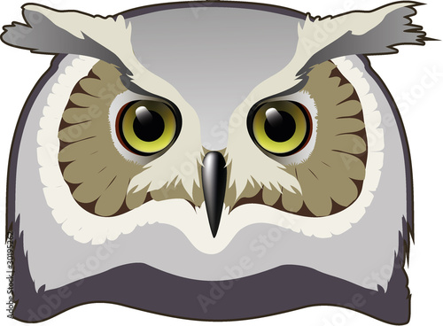owl