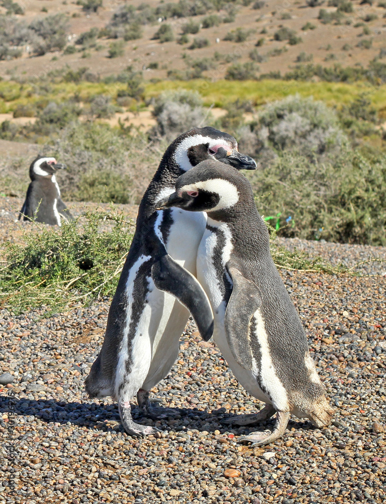 Fototapeta premium Penguins in Punto Tombo, argentinian Patagonia.