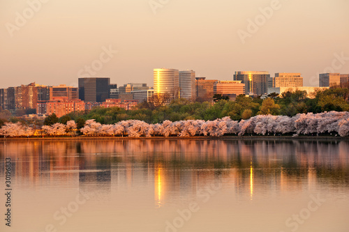 Government and corporate highrises of Rosslyn, VA with cherry blossom reflecting in Tidal Basin in sunrise, USA