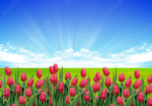 giardino di tulipani